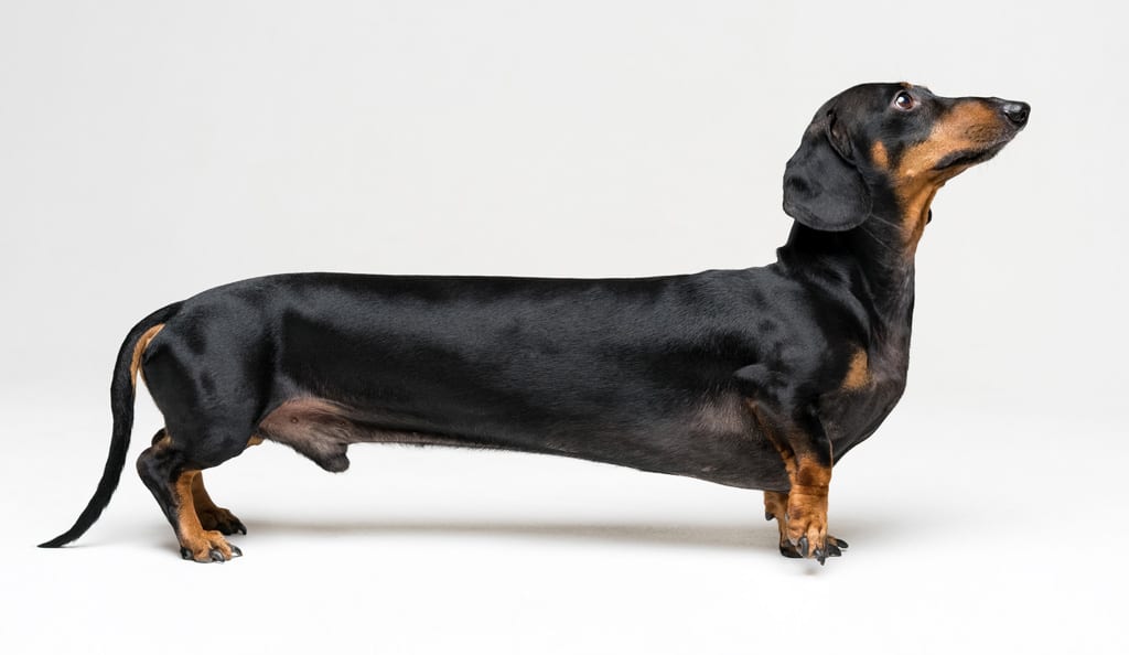 side view of a long black dachshund