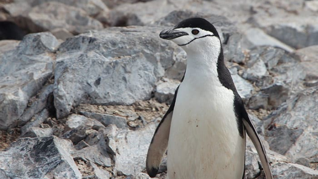 a penguin standing with some large gray rocks in the background